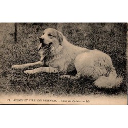 Carte postale ancienne LL représentant un Chien des Pyrénées Patou couché dans l'herbe