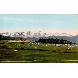 Carte postale ancienne des Pyrénées montrant les pâturages de haute montagne avec troupeaux et sommets enneigés