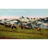 Carte postale ancienne des Pyrénées montrant un troupeau de moutons dans les pâturages face aux montagnes enneigées.