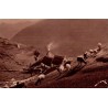 Carte postale ancienne Gavarnie avec bergerie fumante et troupeau de moutons en montagne.
