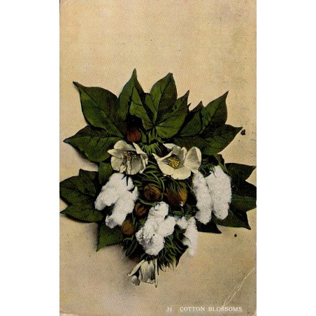 Carte postale ancienne américaine représentant un bouquet de fleurs de coton, expédiée de Savannah en Géorgie en 1915.