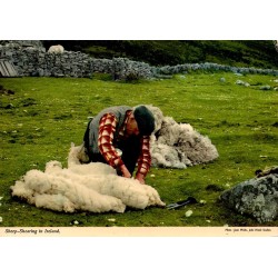 Carte postale moderne montrant la tonte traditionnelle d'un mouton dans la campagne irlandaise.