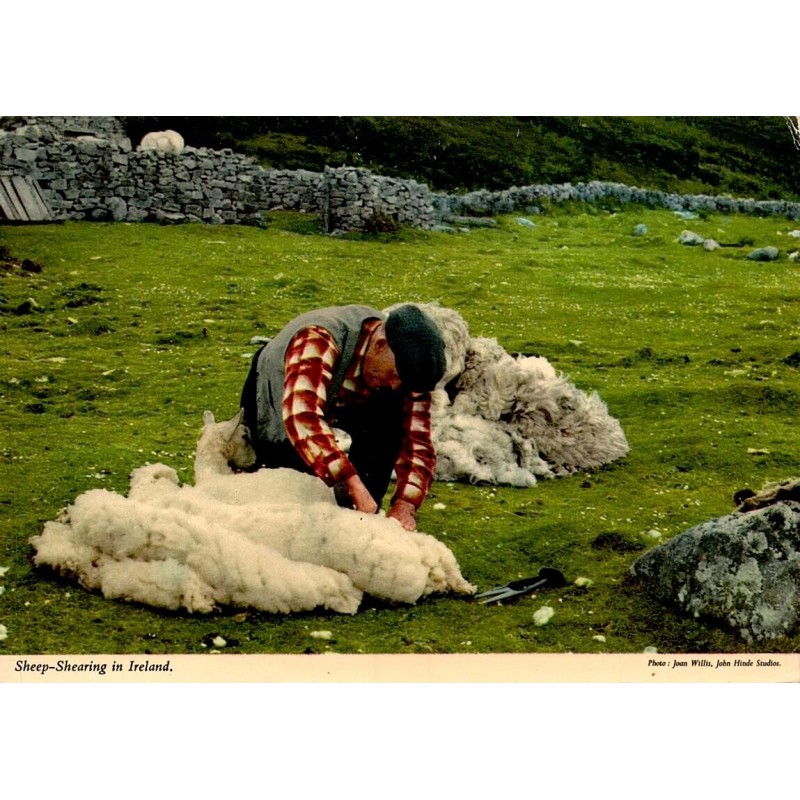 Carte postale moderne montrant la tonte traditionnelle d'un mouton dans la campagne irlandaise.