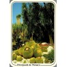 Carte postale moderne du Jardin Exotique de Monaco avec cactus géants et oblitération de Saint-Jean-Cap-Ferrat de 1989.