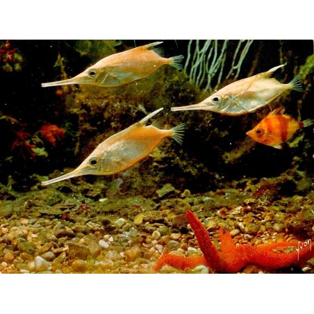 CPM du Musée Océanographique de Monaco représentant des bécassines de mer et poissons trompette dans un aquarium.