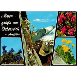 CPSM Alpes Autriche edelweiss fleurs alpines.