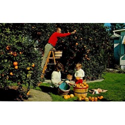 Récolte d'oranges dans un verger de Floride Carte Postale CPM
