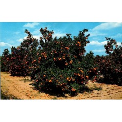 Orangeraie en Floride centrale avec arbres chargés d'oranges Carte Postale CPM