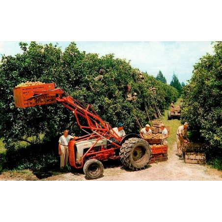 Récolte des agrumes dans une orangeraie de Floride Carte Postale CPM