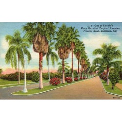 Carte postale CPA Lakeland Frances Road avenue tropicale Floride États-Unis