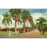 Carte postale CPA Lakeland Frances Road avenue tropicale Floride États-Unis