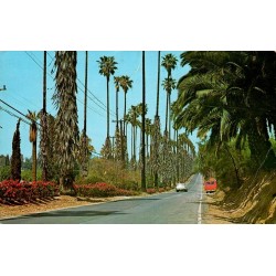 Carte postale Riverside Victoria Avenue Californie États-Unis palmiers orangeraies