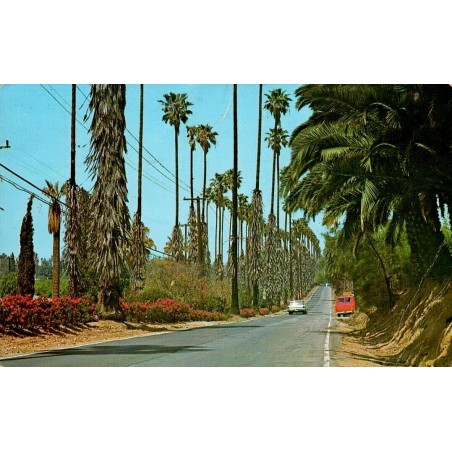 Carte postale Riverside Victoria Avenue Californie États-Unis palmiers orangeraies