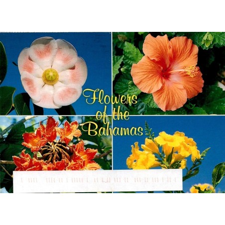 Carte postale Flowers of the Bahamas fleurs tropicales Nassau