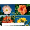 Carte postale Flowers of the Bahamas fleurs tropicales Nassau