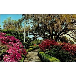 Carte postale moderne Baton Rouge Early Spring in Louisiana Capitol Gardens 1994