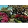 Carte postale moderne Baton Rouge Early Spring in Louisiana Capitol Gardens 1994