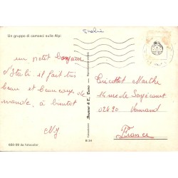 CPSM Alpes italiennes groupe de chamois