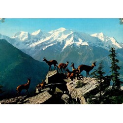 CPSM Alpes italiennes groupe de chamois devant des sommets enneigés