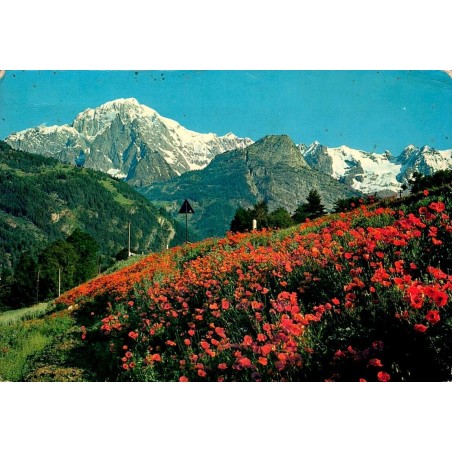 CPSM Dolomites italiennes champ de coquelicots et sommets enneigés