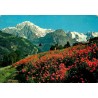 CPSM Dolomites italiennes champ de coquelicots et sommets enneigés