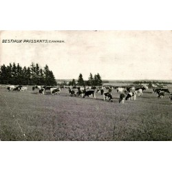 CPA troupeau de bovins dans un pâturage rural au Canada