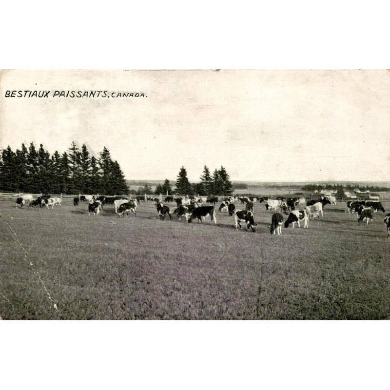 CPA troupeau de bovins dans un pâturage rural au Canada