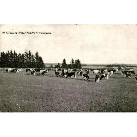 CPA troupeau de bovins dans un pâturage rural au Canada