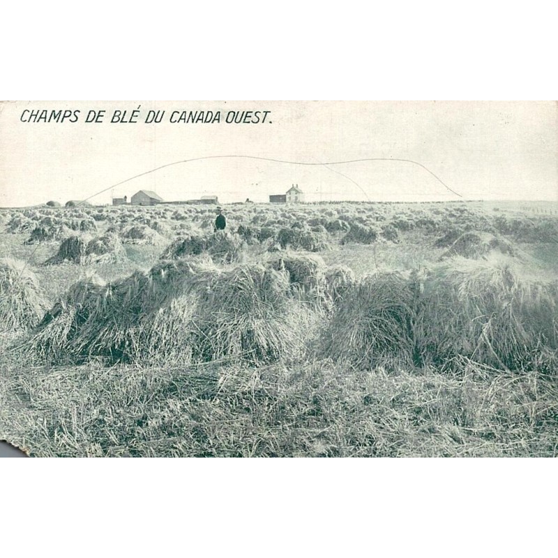 CPA champs de blé du Canada Ouest avec javelles dans les Prairies canadiennes