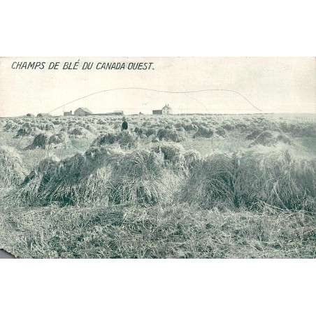 CPA champs de blé du Canada Ouest avec javelles dans les Prairies canadiennes