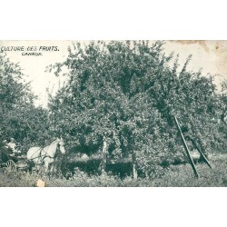 CPA culture des fruits dans un verger canadien avec cheval attelé