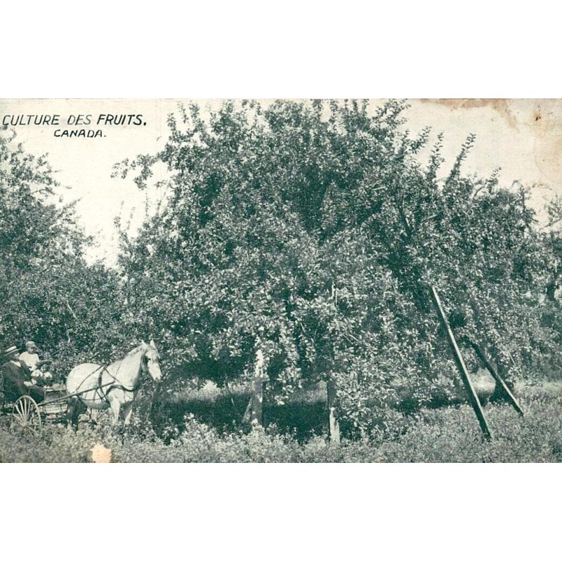 CPA culture des fruits dans un verger canadien avec cheval attelé