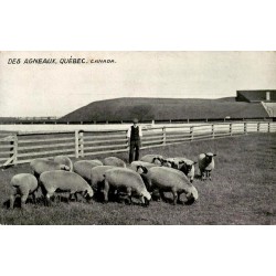 CPA Des Agneaux Québec Canada ferme élevage ovin ancien