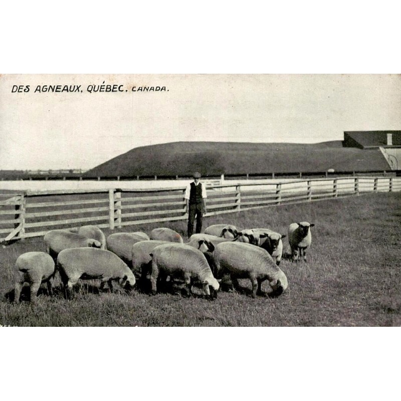 CPA Des Agneaux Québec Canada ferme élevage ovin ancien