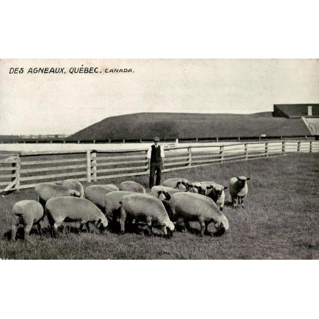 CPA Des Agneaux Québec Canada ferme élevage ovin ancien