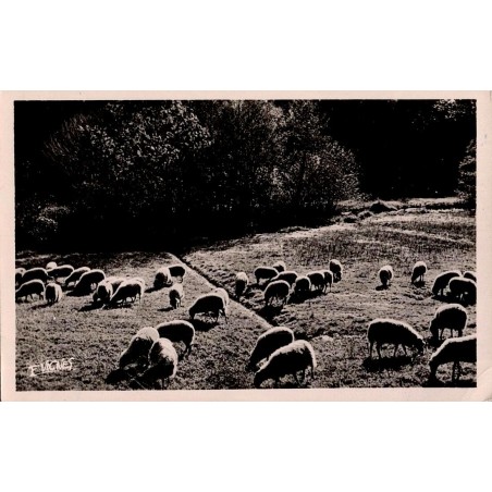 54 - PASTORALE - "AU PAYS LANDAIS"