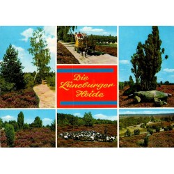 Soltau Lüneburger Heide paysages de lande troupeau de moutons carte postale 1989