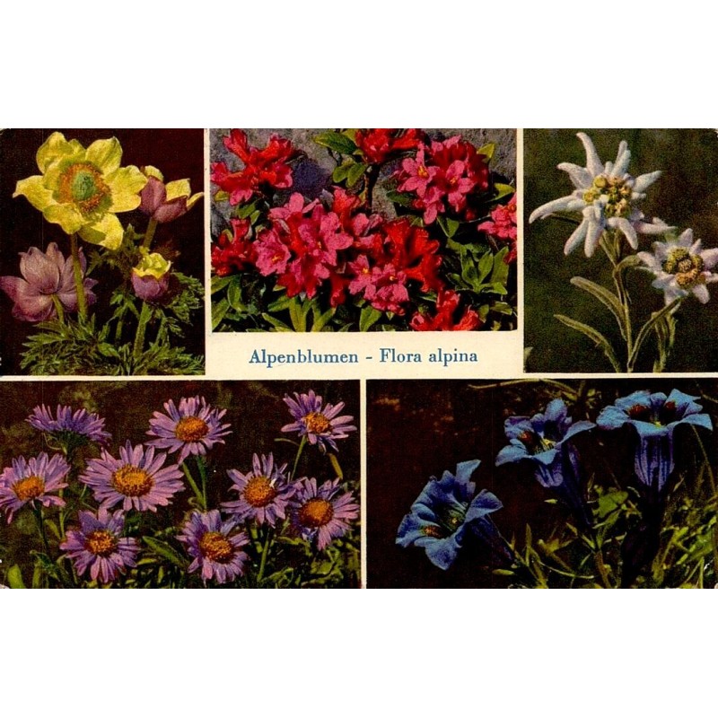 CPSM Suisse Alpenblumen Flora alpina fleurs des Alpes edelweiss gentiane rhododendron