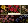 CPSM Suisse Alpenblumen Flora alpina fleurs des Alpes edelweiss gentiane rhododendron