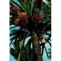 Cueillette des dattes par un homme dans une oasis de Tunisie carte postale CPM