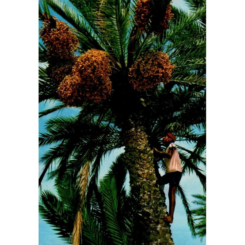 Cueillette des dattes par un homme dans une oasis de Tunisie carte postale CPM