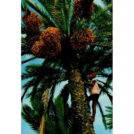 Cueillette des dattes par un homme dans une oasis de Tunisie carte postale CPM