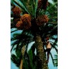 Cueillette des dattes par un homme dans une oasis de Tunisie carte postale CPM