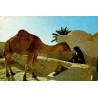 Tunisie Djerba scène typique dromadaire femme Éditions Tanit carte postale