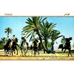 Tunisie fantasia cavaliers à cheval palmeraie carte postale moderne