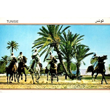 Tunisie fantasia cavaliers à cheval palmeraie carte postale moderne