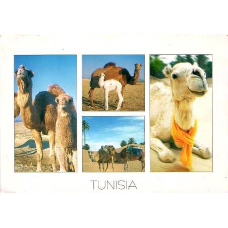 Sud Tunisien dromadaires chamelle petit désert Tunisie carte postale moderne