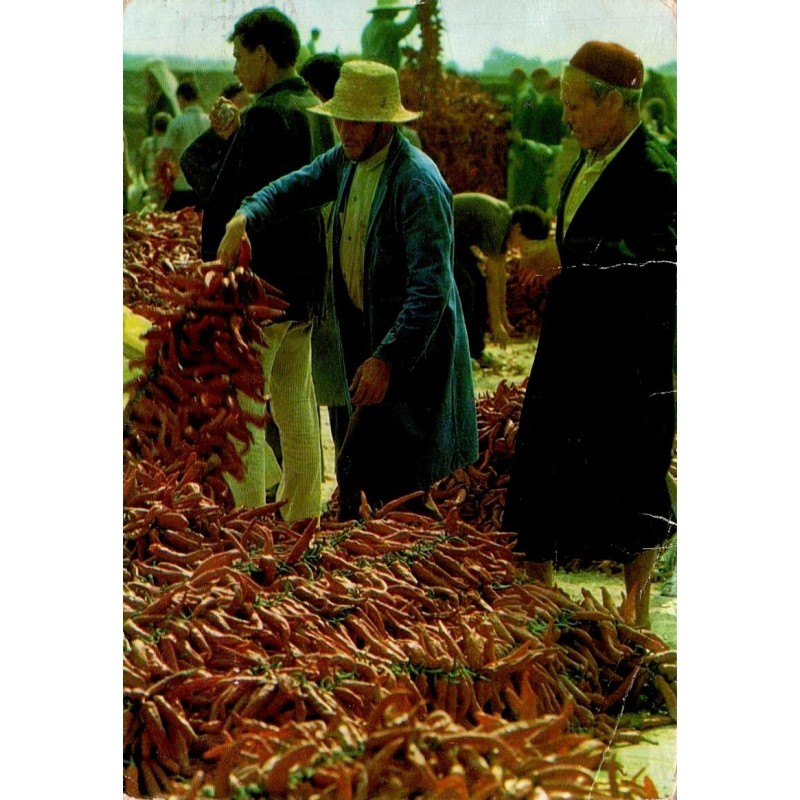 CPM Korba marché aux piments avec marchands et récolte dans le cap Bon en Tunisie