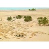 CPSM Grand Sud tunisien montrant une caravane traversant le désert près d’une oasis de palmiers