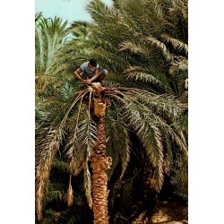 CPM Tunisie montrant un cultivateur cueillant des dattes au sommet d’un palmier dans une oasis
